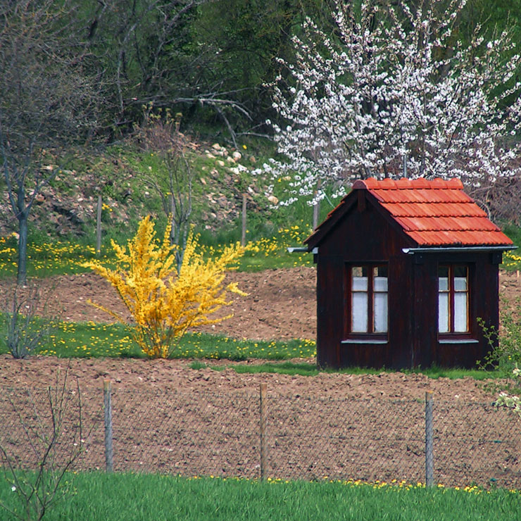 dans un jardin au printemps