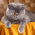 Exotic shorthair : une race de chat à découvrir